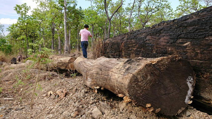 Nhiều cây gỗ lớn nằm ngổn ngang quanh lán trại của 'Phượng “râu''.