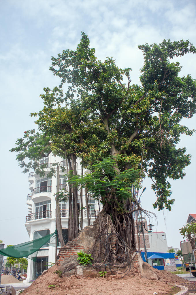 Cây si cổ thụ và mảng tường còn sót lại của khu nhà máy dệt cũ.