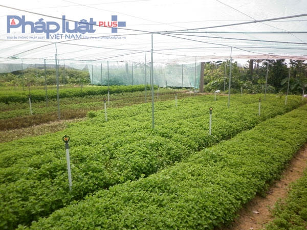 Những luống rau tại đây được tưới bằng hệ thống đường ống nước ngầm, sau đó thông qua hệ thống ống và phun cho rau rất nhẹ nhàng tránh bị dập, nát rau.