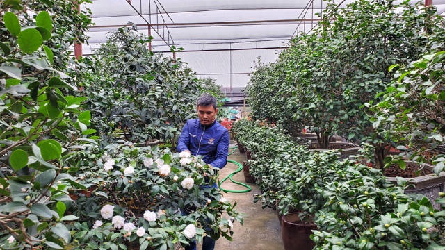 Vườn trà của anh Biên năm nay dự kiến sẽ xuất bán 200 cây