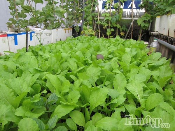 Ngỡ ngàng với vườn rau quả và bầy gà trên “nóc nhà” của bà mẹ Hà Nội