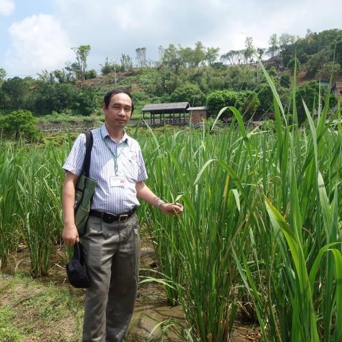 TS Đào Thế Anh, Phó Viện trưởng Viện cây lương thực và cây thực phẩm. Ảnh: Tác giả cung cấp