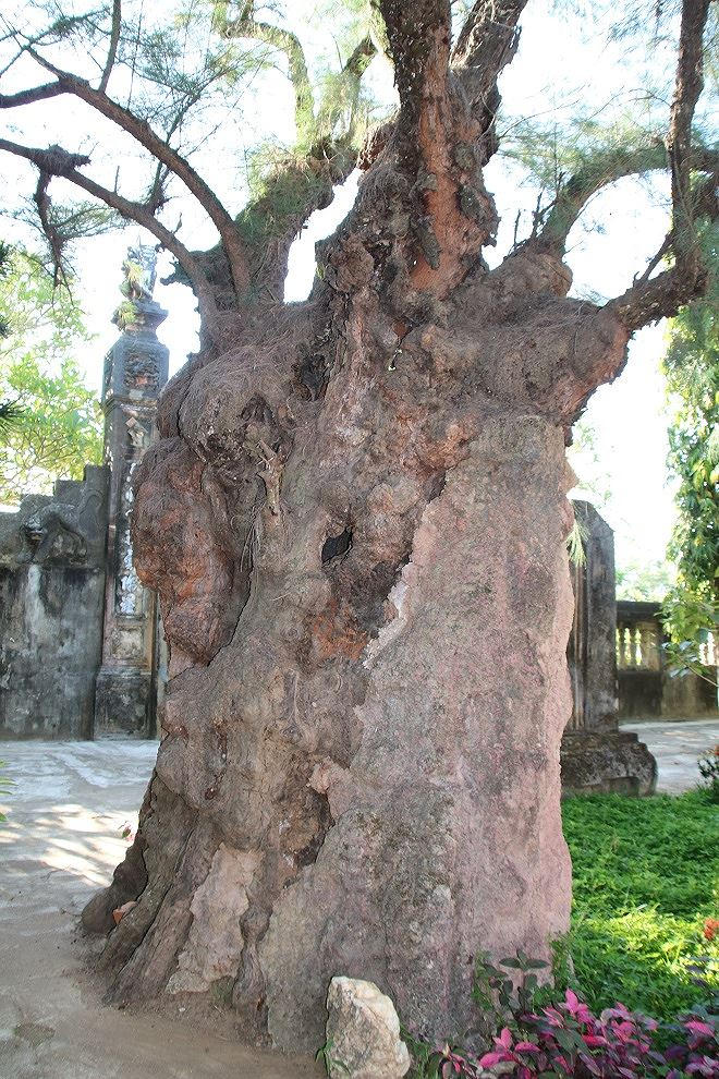 Cây phi lao cổ thụ ở chùa Thập Tháp.