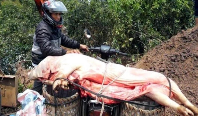 Con lợn bị dịch Tụ huyết trùng chuẩn bị đưa đi tiêu thụ thì bị cơ quan chức năng phát hiện.