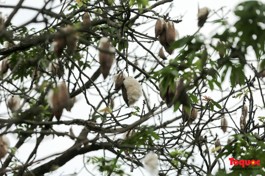 Ngỡ ngàng những cây bông gòn cuối cùng ở Hà Nội nở &amp;quot;hoa tuyết&amp;quot; - Ảnh 12.