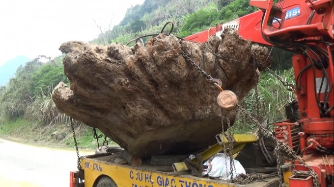 Gốc cây nghi Gù hương có giá tiền tỷ đang được dư luận quan tâm do có nhiều dấu hiệu bất thường.