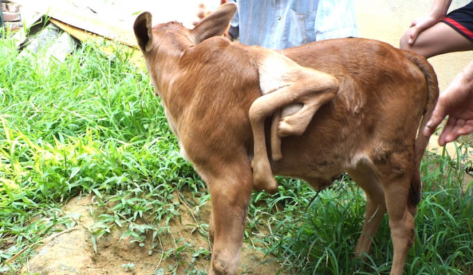 Nghệ An: H&agrave;ng trăm người k&eacute;o nhau đi xem con b&ecirc;... 7 ch&acirc;n