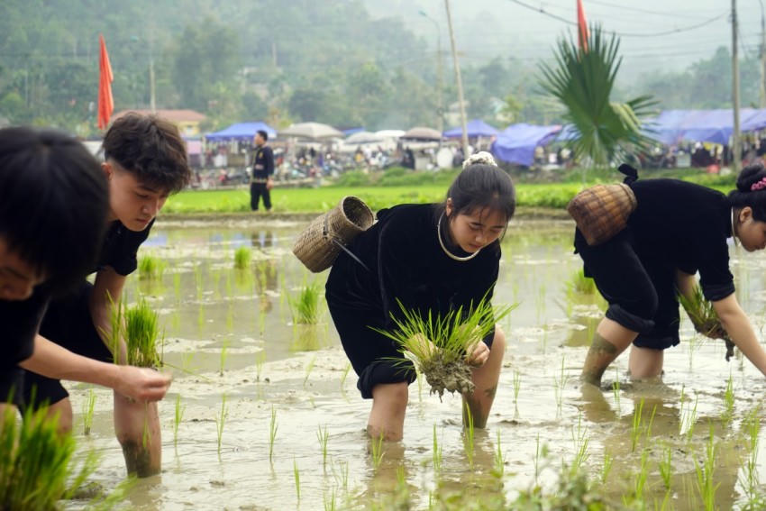 Một cô gái người Tày mải miết với phần thi cấy của mình.