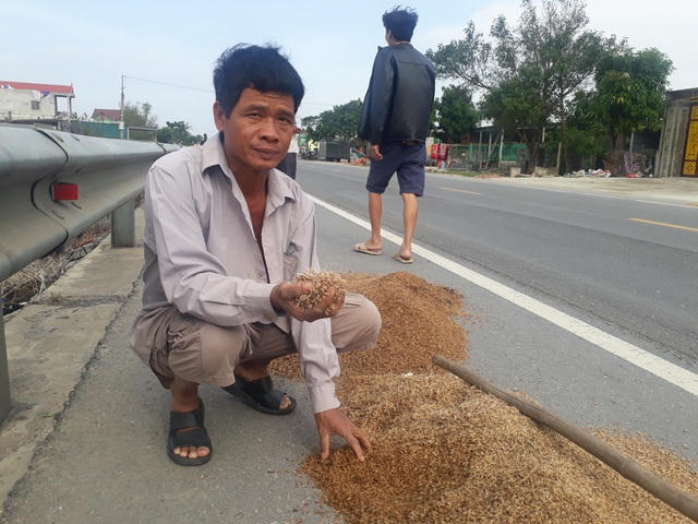 Anh Ngô Văn Dũng, thôn Đông Hải thất thần nhìn số lúa của gia đình nảy mầm do nước lũ.