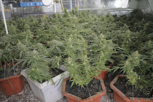 Đối tượng trồng gần 1.000 cây nghi là cần sa.