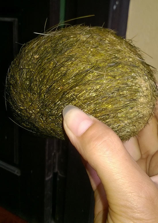 Vật lạ phát hiện trong dạ dày heo nghi là "Cát lợn".