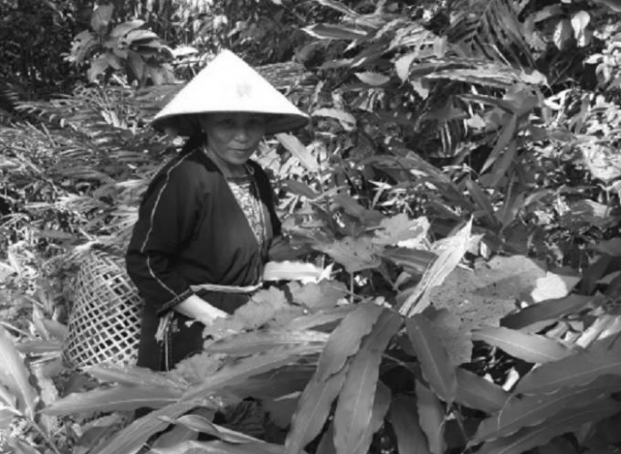 Nữ lương y người Dao sở hữu đặc trị bệnh viêm đường tiết niệu nổi tiến.