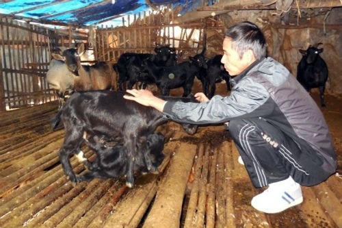 Đàn dê của gia đình ông Nông Đình Duy ở xóm Bản Giốc, xã Đàm Thủy, huyện Trùng Khánh (Cao Bằng)