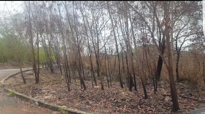 Một góc khu rừng bị cháy nhưng được dập tắt nên không bị thiêu rụi hoàn toàn