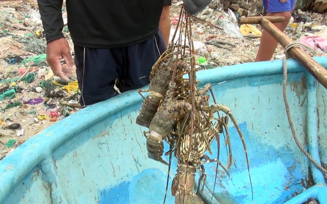 Thống kê ban đầu, ở TX. Sông Cầu người dân mất hơn 40 tỷ đồng do tôm hùm chết