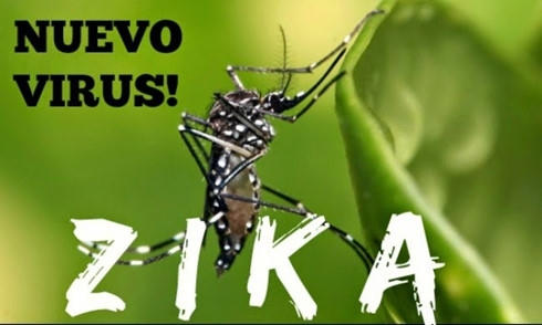 Đầu năm 2016, virus Zika từ khu vực Mỹ La tinh và vùng Caribbean đã bùng phát tại nhiều quốc gia và châu lục trên thế giới.  Trên thực tế, virus Zika đã xuất hiện ở Uganda năm 1947.  Tuy nhiên, mức độ bùng phát hiện nay được xem là chưa từng có. Sự lây lan nhanh chóng của Virus ZiKa đang gây lo ngại cho toàn cầu. (Ảnh: Havanatimes)