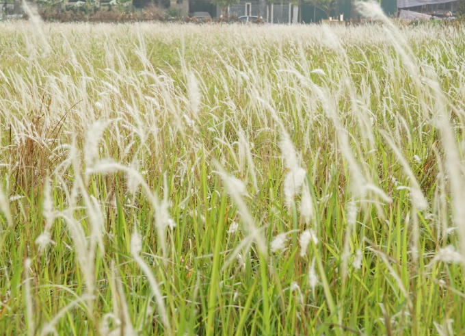 Màu trắng tinh khiết của hoa lau đang mùa trổ bông.