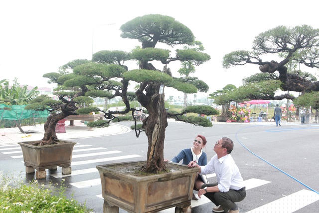 Ngày nay, ngoài làm bóng mát và làm rừng phòng hộ, phi lao còn được trồng làm cây cảnh nghệ thuật (bonsai) rất được ưa chuộng