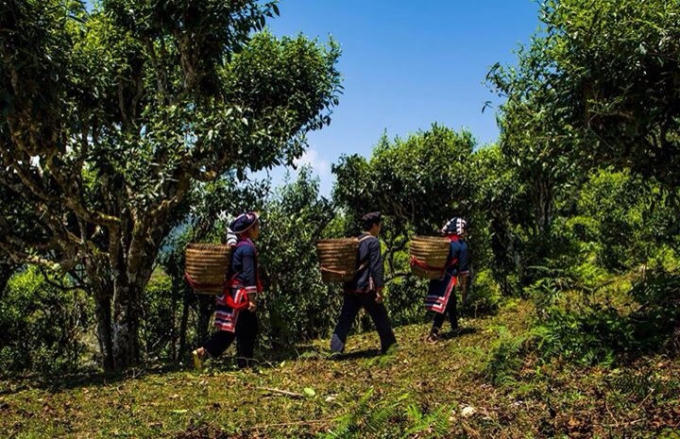 Những cây chè cổ thụ hàng trăm năm tuổi trên đỉnh Chiêu lầu thi. (ảnh: Trần Phương)