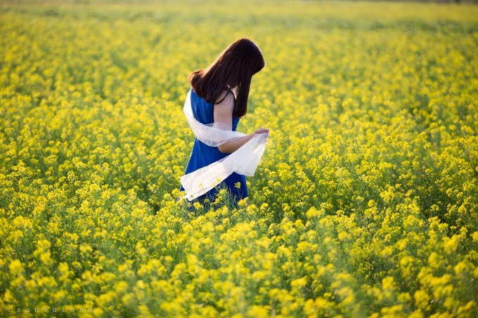 Thiếu nữ và hoa cải