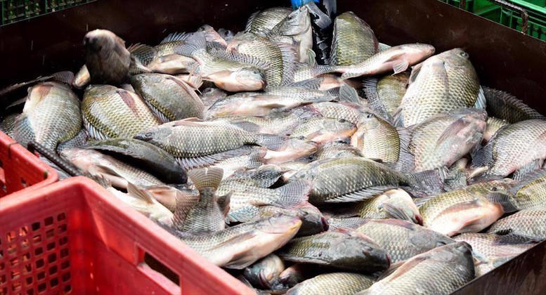 Năm 2025, xuất khẩu cá rô phi của Việt Nam ghi nhận bước tăng trưởng ấn tượng, với tổng kim ngạch đạt hơn 99 triệu USD. (Ảnh: IT).