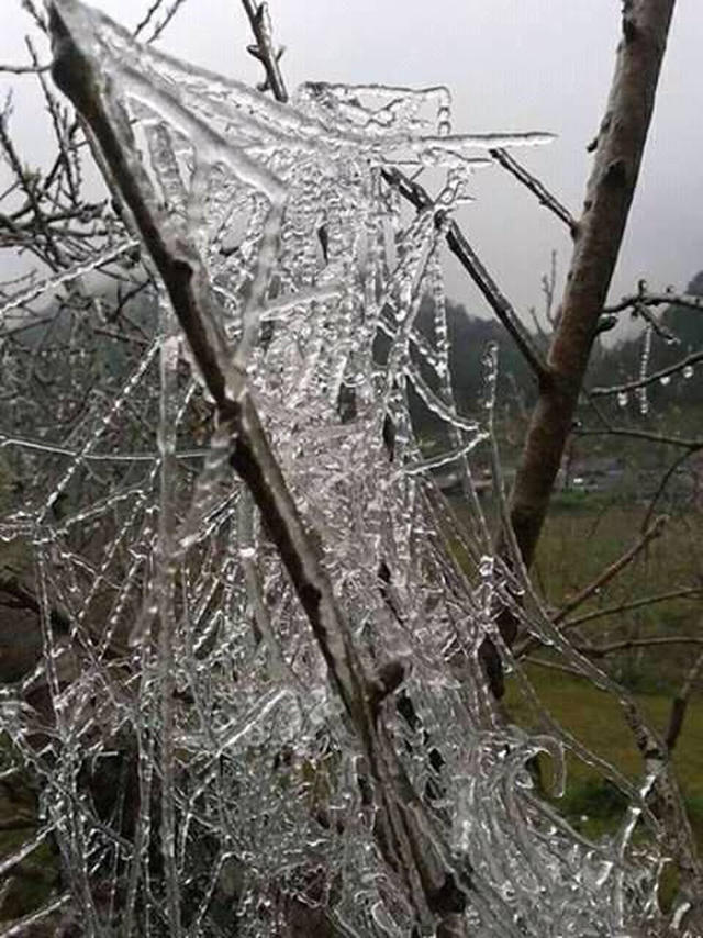 Nước trên cành đào đóng thành băng giá.