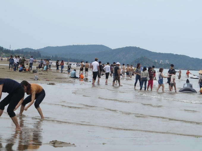 Theo nghiên cứu, dòng hải lưu chảy từ Bắc vào Nam nên Nghệ An nằm ngoài vùng nhiễm độc, nên du khách yên tâm về bãi biển Cửa Lò du lịch.