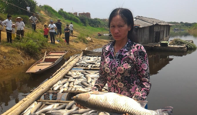 Hàng tấn cá chết đã bị tiêu hủy chôn lấp trong nước mắt của hàng chục hộ nuôi cá lồng xã Thành Vinh, huyện Thạch Thành.
