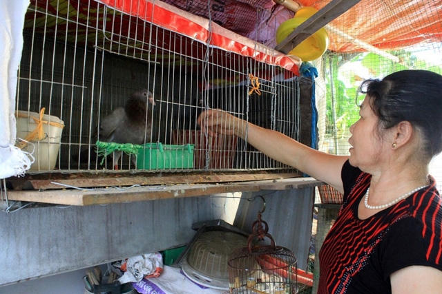 Bà Toàn còn nuôi 2 đôi chim bồ câu.