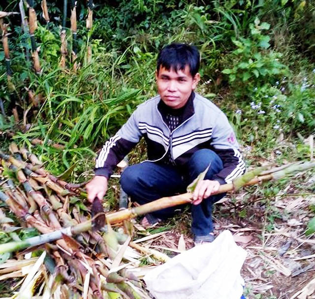 Măng rừng là nguồn thực phẩm chủ yếu của các thầy giáo, nhất là vào mùa mưa, không thể về nhà để lấy thực phẩm dự trữ