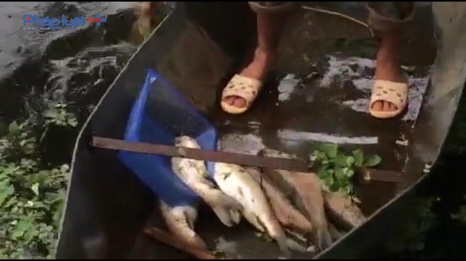 Cá trắm tầm hơn 2kg đã chết được vớt lên thuyền.
