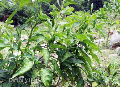 400.000 đồng/kg, ớt xiêm rừng tí hon khó mua hơn cả vàng