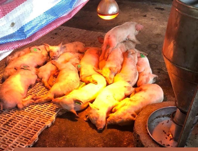 Ngay sau khi chở lợn từ trang trại của Mavin tại Tuyên Quang về chiều ngày 6/11, đến sáng hôm sau 7/11 đàn lợn con của anh Đạo đã bị chết hơn chục con.
