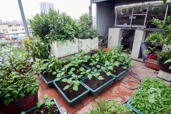 Phía dưới là rau còn bên trên là các loại cây dây leo như mướp, su su...