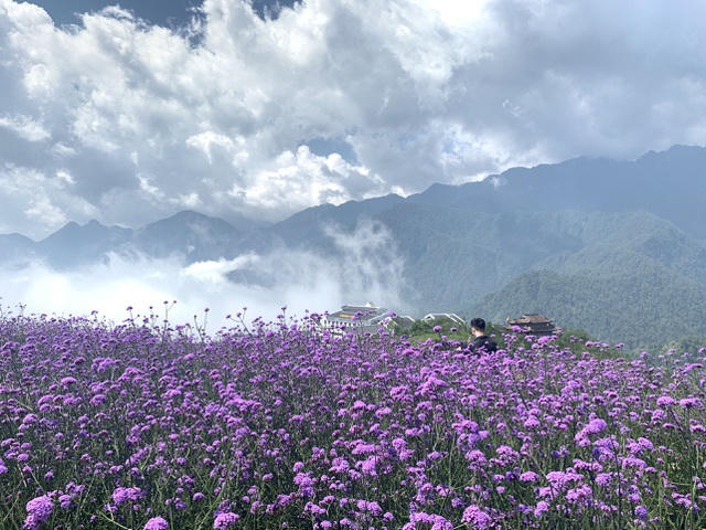 Loại hoa này còn có tên gọi là cỏ roi ngựa, thường ra hoa vào mùa xuân, thân cây cao trên 1m, sức sống bền bỉ. 