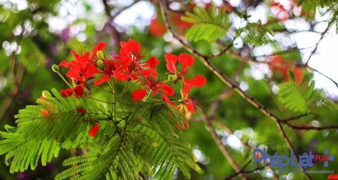 Màu đỏ rực rỡ giữa nền trời xanh biếc, hoà quyện với màu nắng chói chang, hoa phượng đã tạo nên một âm điệu đặc trưng cho mùa hè rực rỡ.