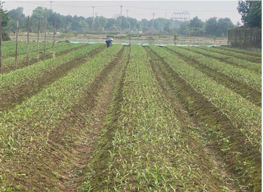 Gia đình chị Hoa trồng thêm Hoa loa kèn – loại hoa được thị trường Hà Nội ưa chuộng. Ảnh Tạ Thị Thái