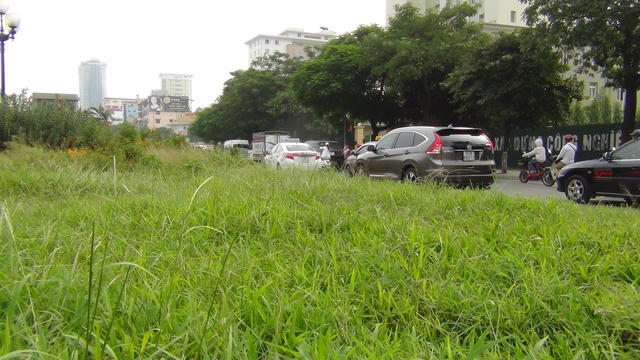 Chi phí cho việc cắt cỏ, tỉa hoa trước đây rất lớn. Việc tạm dừng cắt cỏ để tìm phương án phù hợp, giảm chi phí, khiến cỏ dại trên các tuyến phố mọc tốt um tùm.