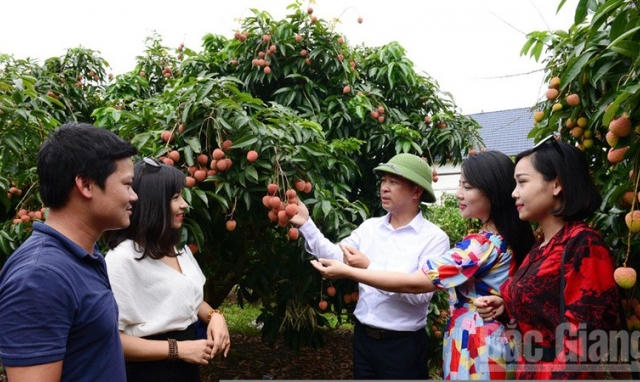 Vải thiều Việt Nam dự kiến sang Nhật trong tháng 6 này