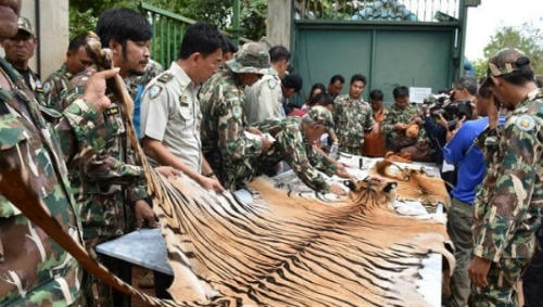Binh sĩ quân đội Thái Lan phát hiện nhiều da hổ, xác hổ con trong ngôi đền bị lục soát. (Ảnh: Reuters)