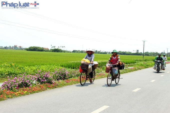 Con đường hoa đầy lãng mạn ở làng quê Nam Định