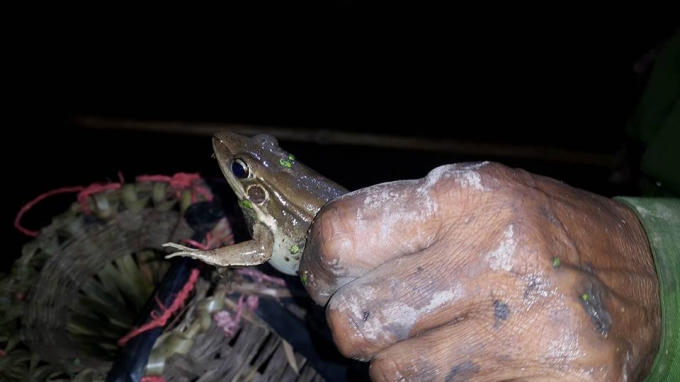 Chão chuộc có da màu nâu và da trơn nhẫy nên rất khó bắt