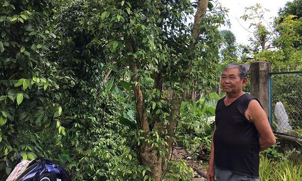 Ông Hưng đứng nhìn vườn tiêu với hi vọng giá tiêu khởi sắc hơn.