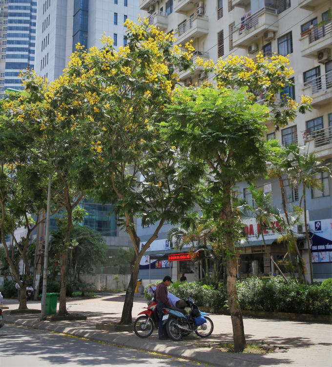 Ngoài vẻ đẹp hút hồn tán cây còn có tác dụng tránh nắng giữa những trưa hè.