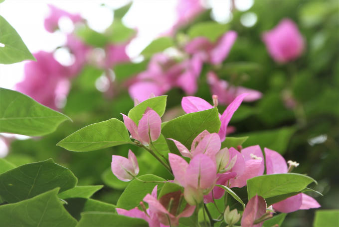 Cây hoa giấy có nguồn gốc từ Nam Mỹ và còn được gọi là cây bông giấy hay cây móc diều. Đây là một loài cây leo thân gỗ có thể đạt tới độ cao hơn 10 m.