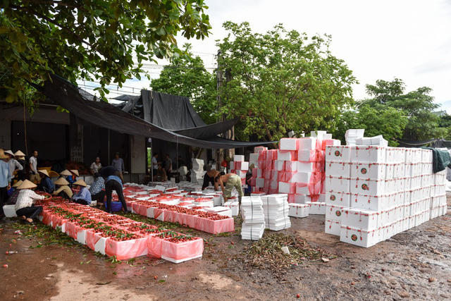 Đến hẹn lại l&ecirc;n, huyện Lục Ngạn (Bắc Giang) những ng&agrave;y n&agrave;y lại nhộn nhịp v&agrave;o m&ugrave;a thu hoạch vải. Vải được vận chuyển nhiều đi Trung Quốc v&agrave; miền Nam, để quả vải giữ được độ tươi ngon, người d&acirc;n d&ugrave;ng phương ph&aacute;p ướp đ&aacute; lạnh.