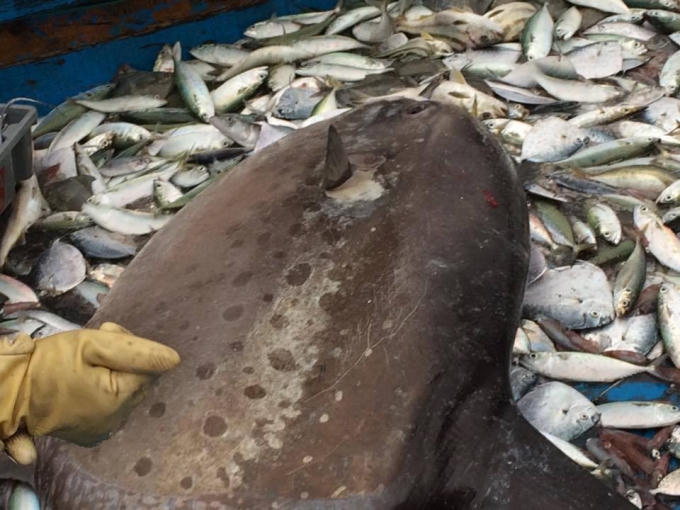 Con cá mặt trăng nặn hơn 100kg, dài gần 2m vô tình dính vào lưới của ngư dân.
