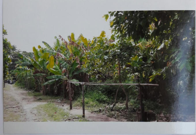 Vườn chuối của bà Anh trên đất.