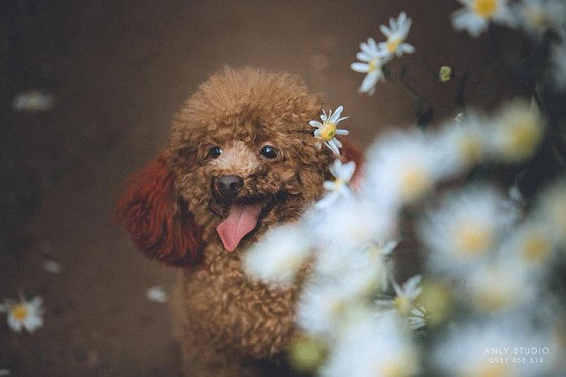 Cộng đồng mạng