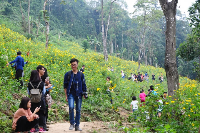 Ở thời điểm hiện tại, hoa dã quỳ ở vườn quốc gia Ba Vì đang nở rộ.
